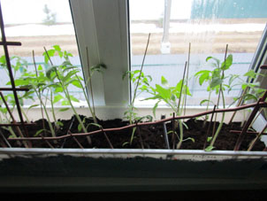 Al día 27 plantones de tomates crecieron más. Vista por dentro de la casa.