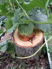 Este melón crecía bajo y lo hicimos un apoyo del tronco de un árbol.