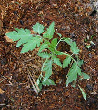 El día anterior (27.05.2023) planté un plantón excesivo en el suelo cerca del bancal de cebolla.