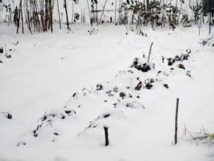 Bancales con fresa jardinera duermen bajo nieve hasta la primavera próxima.
