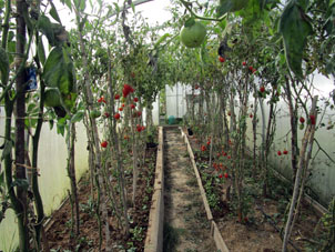 En el invernadero norteño, cosechamos tomates (jitomates), fresas jardineras remontantes (en potes), y sembramos rabanillo, cuya cosecha esperamos a obtener.