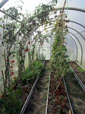 En el invernadero sureño, obtenemos ya pepinos, tomates (jitomates) hinojo y rabanillo.