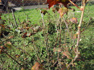 El arbusto grosellero negro (casis) ya está preparando para el período frío y año que viene. Sus hojas se mueren y aparecen gemas para flores y hojas en el año siguiente.