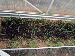 Cebollín sembrado en semillas crece en el invernadero sureño.