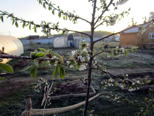 El día 30 de abril el cerezo sigue florecer a pasar de las congelaciones nocturnas.