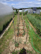 Bancal con tomates a cultivar al cielo abierto.