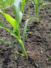 Cerca de plata de maíz brotado en casa, comienza a brotar un germen de calabaza (aoyama) sembrada en el suelo.