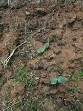 En el otro lugar, de los cuatro semillas de calabaza (aoyama) se brotaron y crecen solo dos.