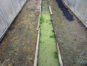 Agua excesiva en el sendero dentro mi invernadero pequeño (sureño) contiene muchas algas. En la pista oscura, en el bancal derecho, comienza a dar gérmenes la cebolla sembrada en el otoño pasado.