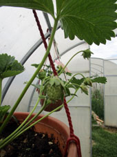 En el mismo invernadero, en los potes suspendidos, se maduran bayas de fresa jardinera antes se había cultivada en bancales a cielo abierto. En el invernadero se maduran antes.
