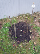 Arbustos de frambuesa remontante fueron cortados hasta raíces.