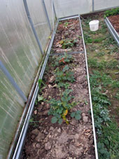 Fresas jardineras remontantes fueron plantadas en el invernadero sureño para obtener las bayas de fresa en el año que viene lo más pronto posible.