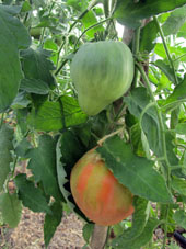 Maduran los tomates (jitomates) en el invernadero norteño.