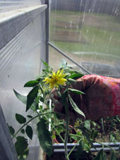 Los tomates comenzaron a dar flores, por eso decidimos plantarlos en el suelo del invernadero.