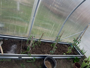 Varios tomates plantamos en el invernadero sureño.