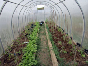 Así se veía el invernadero norteño después de terminar de plantar tomates.