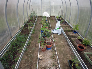 Aquí vemos el invernadero sureño después de acabar los trabajos. Los tomates en potes eran destinados para plantar en el aire abierto cuando haría más calor.