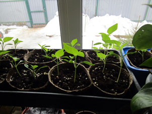 Plantones de pimienta se han crecido en mi ventana al día 21.03.2023. 