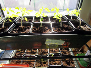A la derecha están plantones de tomates de variedad De Barrao.