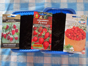 Semillas de fresas forestales de tres variedades y de tres productores y potes con suelo para hacer plantones.