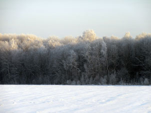 Bosque cercano cubierto con nieve y escarcha.