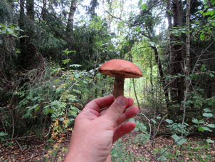 Emprendemos un paseo por el bosque cercano y encontramos esta seta (hongo comestible). 