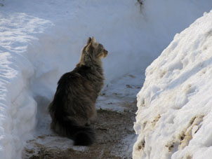 Mi gato mayor en el sendero entre capas de nieve.