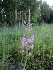 El día 22 de junio encontré primeras flores de epilobio, conocido en Rusia como iván-chai, pues que de sus hojas (en el período de florescencia o florecimiento) preparan una especie de té.