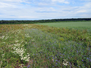 Una franja con azulejos (aldizas) cerca del campo sembrado con avena.