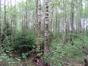 Abetos jóvenes en arboleda de abedules con el tiempo podrán hacerse los dominantes en este bosque.