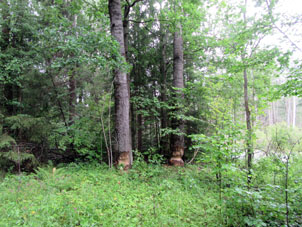 Aquï, en el río Bukhlovka, viven castores y ellos cortan troncos de los arboles forestales para construir sus estanques.