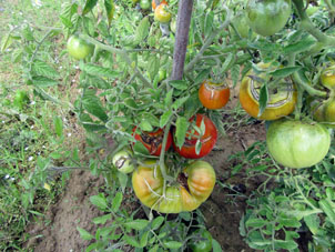 Este verano eran grandes oscilaciones de temperatura durante días y noches, por eso resultaron tales tomates.