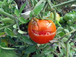 Este verano eran grandes oscilaciones de temperatura durante días y noches, por eso resultaron tales tomates.