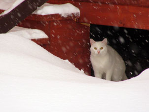 Nuevamente comenzó borrasca de nieve y mi gato menor se ocultó bajo de la terraza.