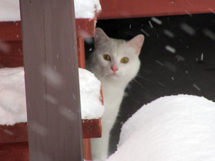 Nuevamente comenzó borrasca de nieve y mi gato menor se ocultó bajo de la terraza.