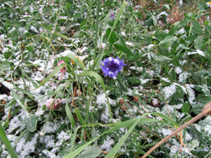 Azulejo (flor) bajo nieve.