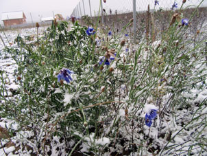 Flores azulejos bajo nieve.