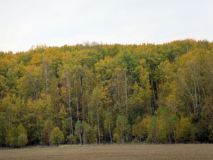 Al primer de octubre el mismo bosque se ve aún más amarillo.