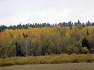 Al primer de octubre el mismo bosque se ve aún más amarillo.