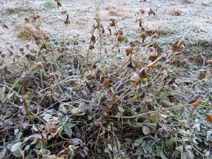 Luego la nieve se funfió por un tiempo tibio, después al 15 de noviembre llegó frío y la tierra se cubrió con escarcha.