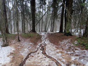 Por sendero corre arroyo de la nieve fundida.