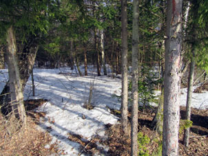 En el bosque cercano, la nieve se conserva mejor.