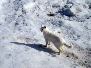 Sin embargo, el día 27 de marzo toda la nieve en el espacio abireto cerca de mi casa tampoco se fundió completamente. En esta foto, se puede ver mi gato menor paseando por la nieve de primavera.
