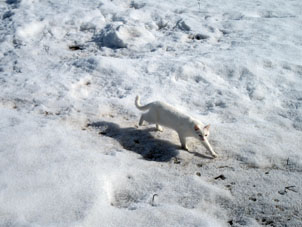 Sin embargo, el día 27 de marzo toda la nieve en el espacio abireto cerca de mi casa tampoco se fundió completamente. En esta foto, se puede ver mi gato menor paseando por la nieve de primavera.