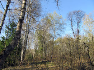 El bosque mixto se hace más verde por aparición de las hojas en los árboles foliados.