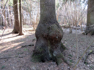 Encontramos abeto con tronco de tal forma.