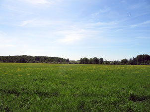 Campo con alfalfa el 20 de mayo.