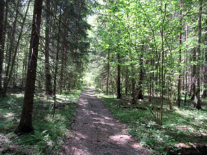 Camino forestal en el bosque mixto con árboles coníferos (abetos) y foliados (tilos, arces y abetos) y avellanas en el segundo aro.