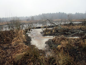 Ramos de árboles y arbustos traídos por los castores al agua del río.